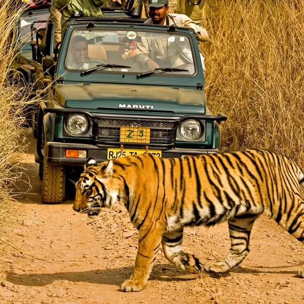 Ranthambore tiger safari day trip from Jaipur
